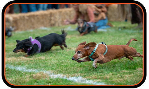 wiener dog races