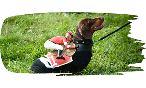 wiener dog races